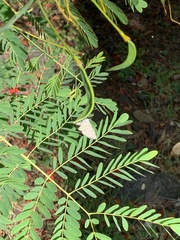 Zizeeria knysna