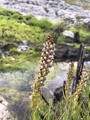 Disa obtusa