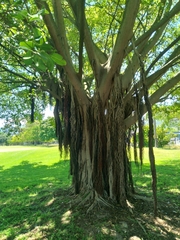 Ficus thonningii