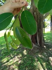 Ficus thonningii