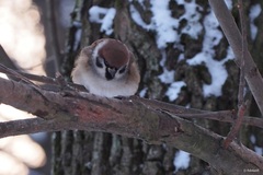Passer montanus