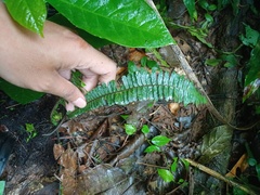 Asplenium pellucidum