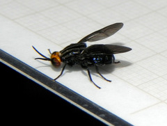 Chordonota inermis