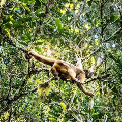 Brachyteles arachnoides