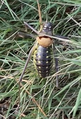 Parasteropleurus perezii