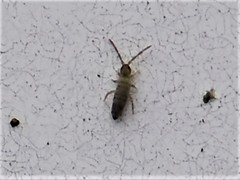 Entomobrya nivalis