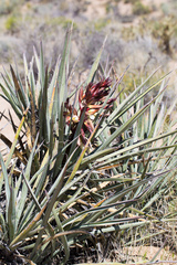 Yucca baccata baccata