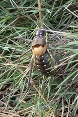 Parasteropleurus perezii