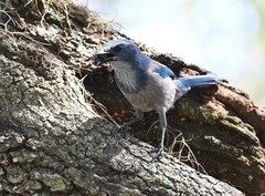 Aphelocoma coerulescens