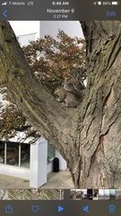 Sciurus carolinensis