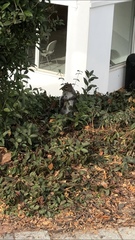 Sciurus carolinensis