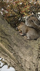 Sciurus carolinensis