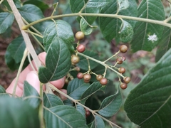 Cipadessa baccifera