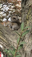 Sciurus carolinensis
