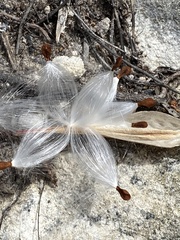 Astephanus triflorus