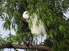 Ardea alba