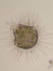 Acanthocystis turfacea