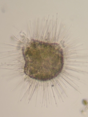 Acanthocystis turfacea
