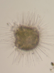 Acanthocystis turfacea