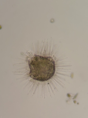 Acanthocystis turfacea