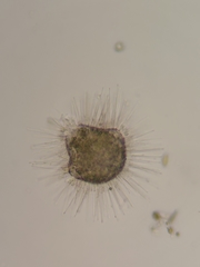 Acanthocystis turfacea