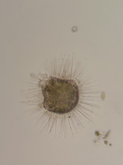 Acanthocystis turfacea