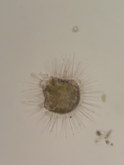 Acanthocystis turfacea