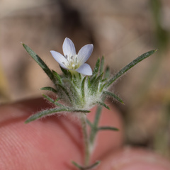 Eriastrum diffusum