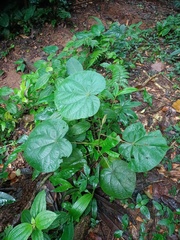 Hibiscus macrophyllus