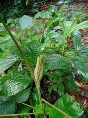 Hibiscus macrophyllus