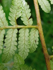 Diplazium latisquamatum