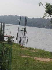 Numenius phaeopus phaeopus