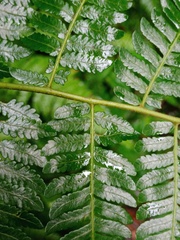 Diplazium latisquamatum