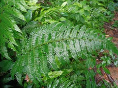 Diplazium latisquamatum