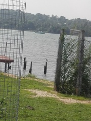 Numenius phaeopus phaeopus