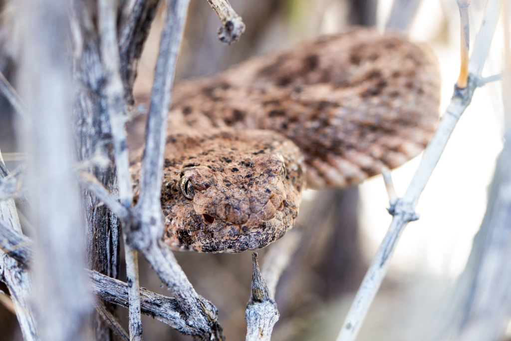 Southwestern Speckled Rattlesnake