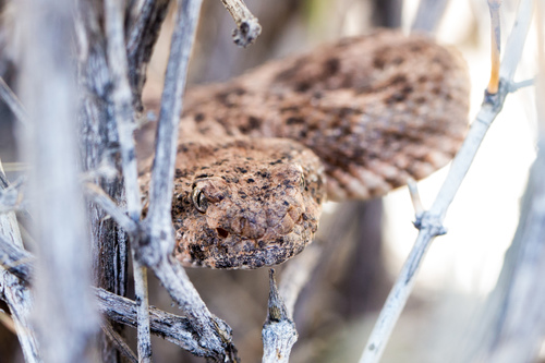 Southwestern Speckled Rattlesnake