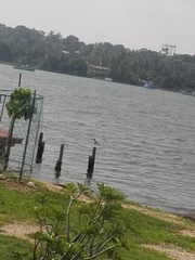 Numenius phaeopus phaeopus