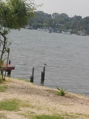 Numenius phaeopus phaeopus