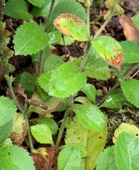 Phytomyza crassiseta