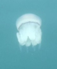 Dactyliophorae