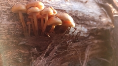 Fungi