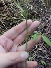 Rosa sempervirens image