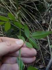 Rosa sempervirens image