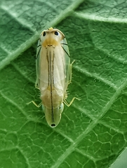 Sophonia longitudinalis