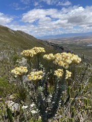 Achyranthemum mucronatum