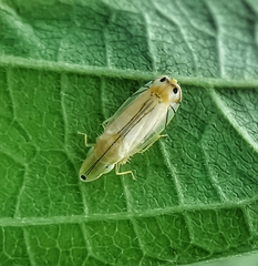 Sophonia longitudinalis