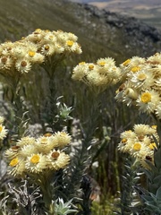 Achyranthemum mucronatum