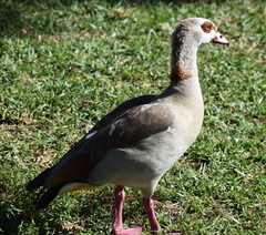 Alopochen aegyptiaca