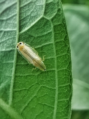 Sophonia longitudinalis